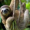 slothkiwiclark
